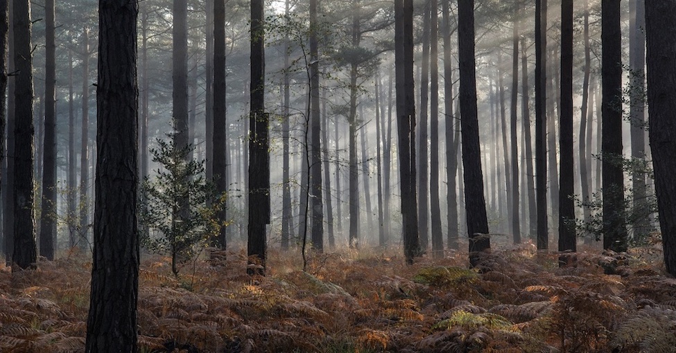 Preserving Forests in Montgomery County Maryland 
