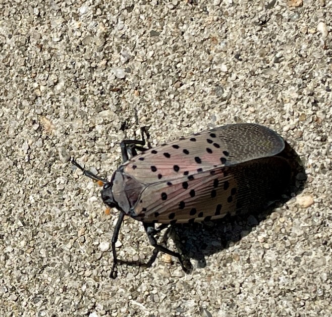 Spotted Lantern Fly on Listen Up Home Buyers!
